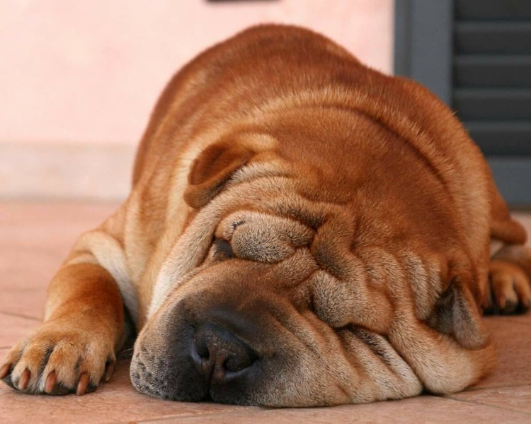 Карликовый шарпей