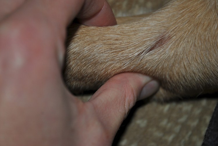 Милиарный дерматит у собак