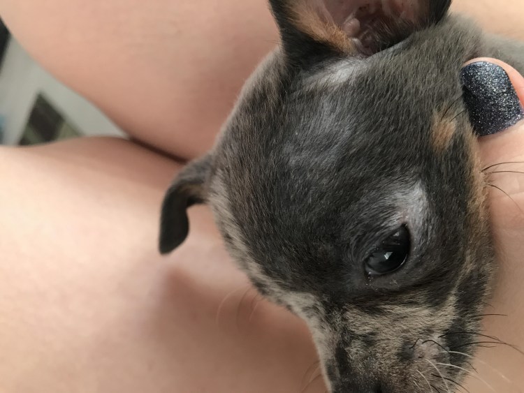 Лабрадор подкожный лишай