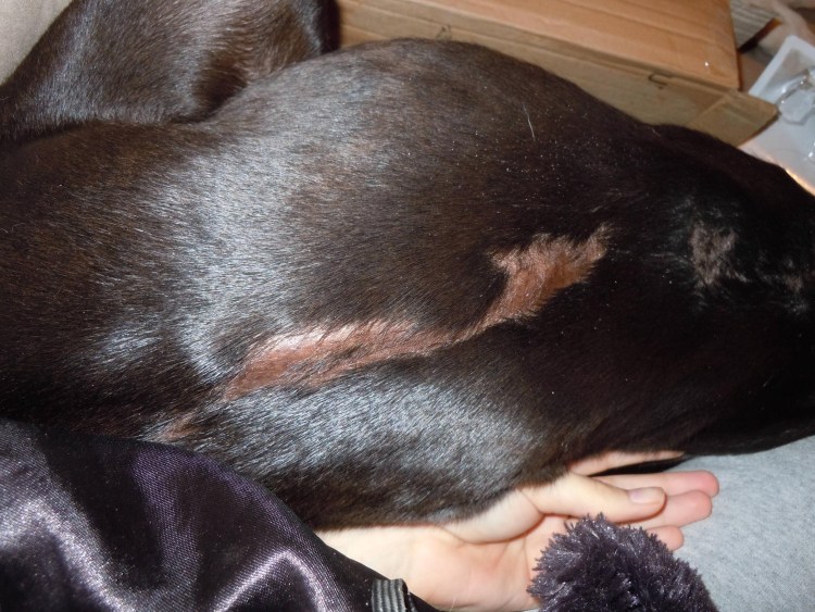 Струпья на кончиках ушей