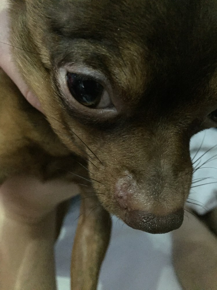 У котенка болячки на теле