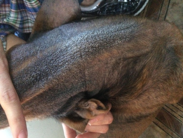 Собаки с ниспадающей шерстью