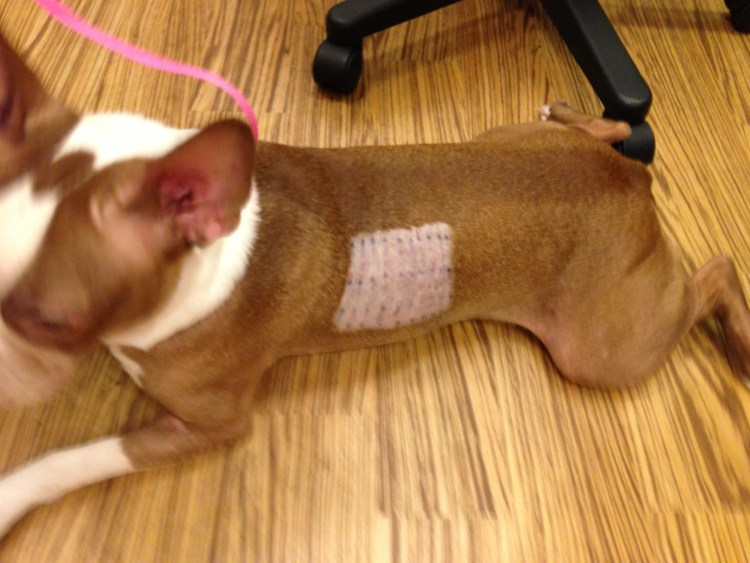 Темные пятна на животе у Йорка