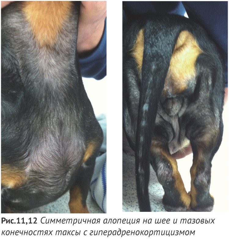 Мастоцитома кожи у собак