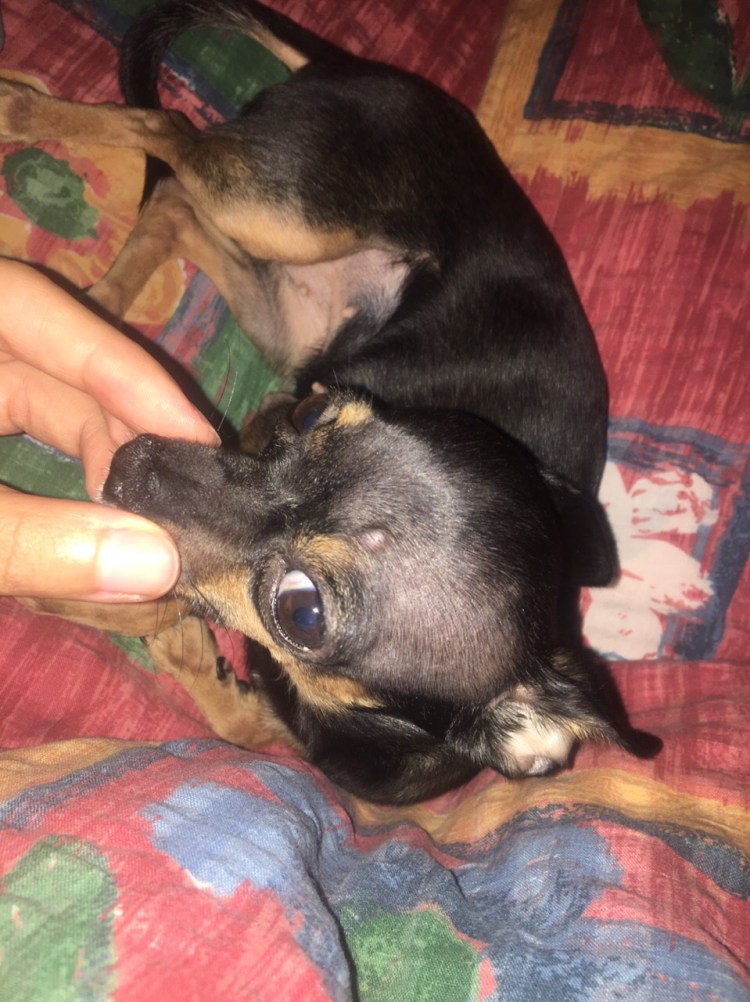 У кота на лапе проплешина