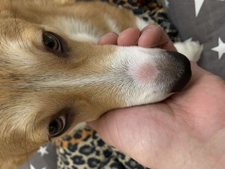 Листовидная пузырчатка у кошек