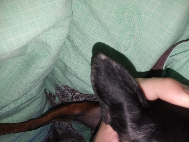 Стригущийлешай у немецкой овчарки