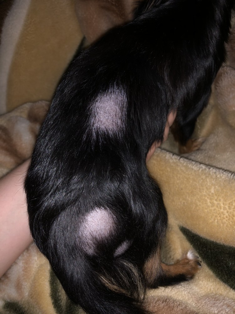 Отодектоз (ушная чесотка)