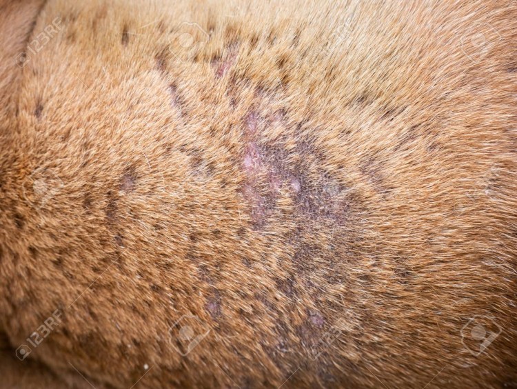 Кожные заболевания у собак