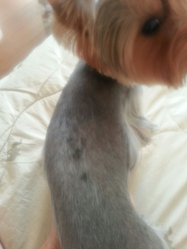 Малассезионный дерматит