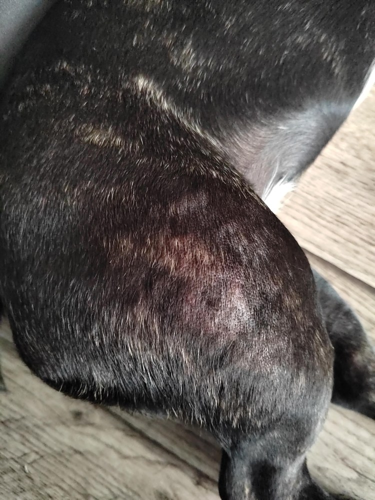 Собака выгрызает шерсть с хвоста