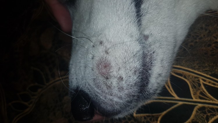 Малассезиозный дерматит