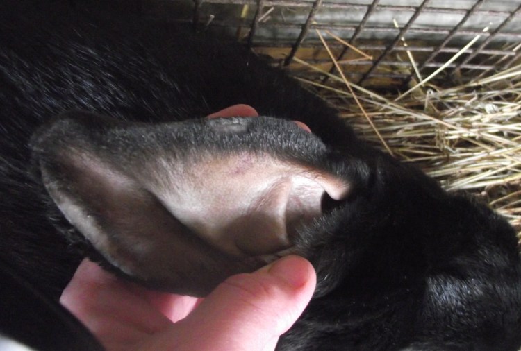 Пищевая аллергия у собак фото