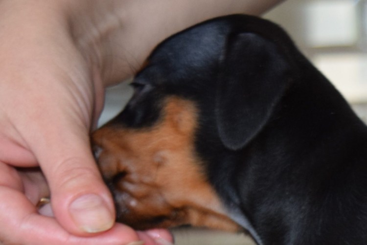 У собаки раны над глазами