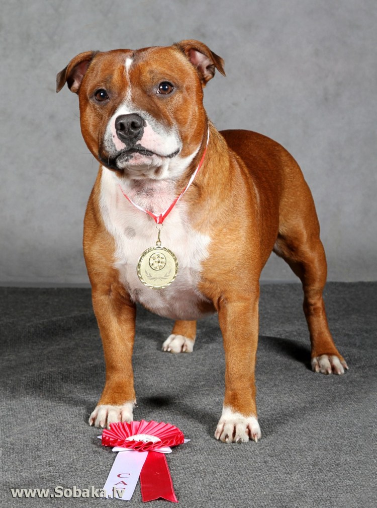 Лорд картина