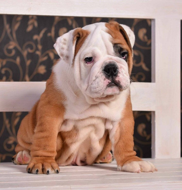 Карликовый стаффордширский терьер