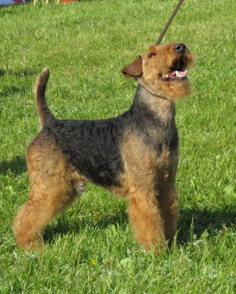 Ласковая собака