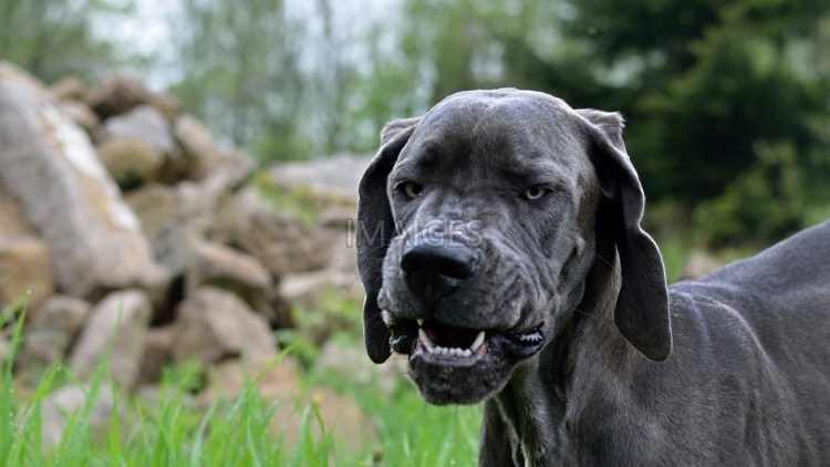 Порода собак бульдог фото