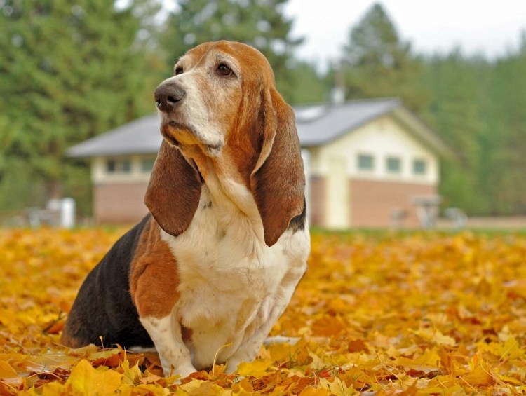 Дог порода собак