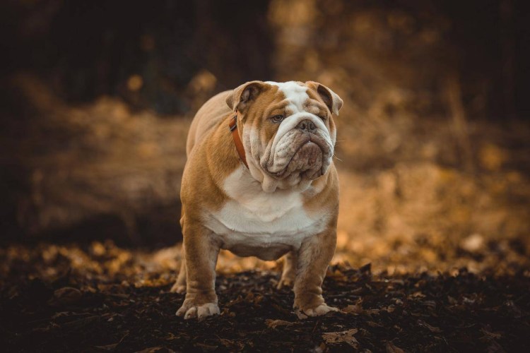 Художник Татьяна Доронина дед Мороз