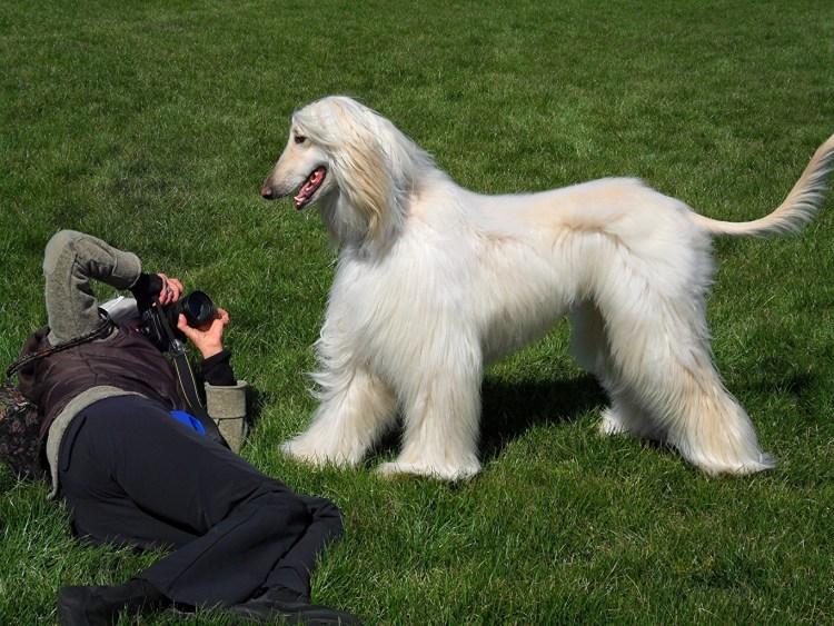 Порода Королевский дог