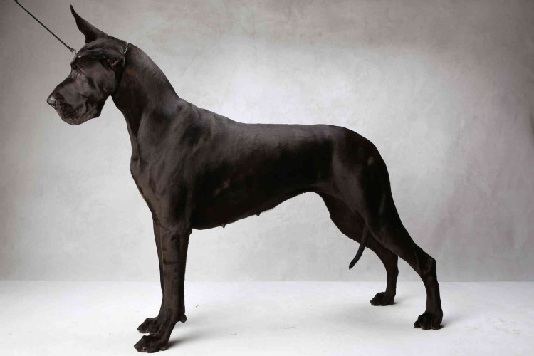 Английский Королевский дог