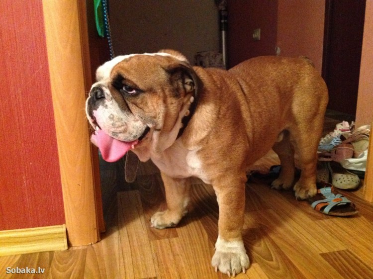 Водяной спаниель Барбет