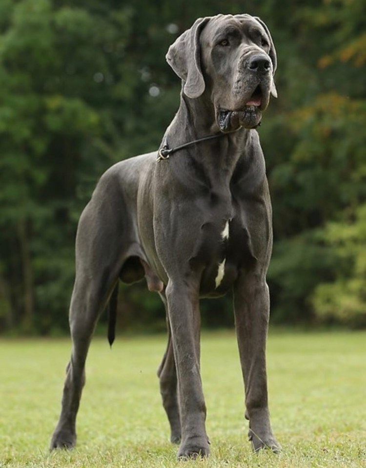 Стаффордширский бультерьер