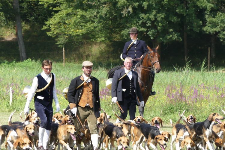 Порода собак Королевский дог