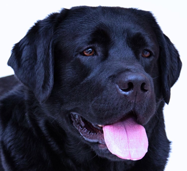 Английский бульдог