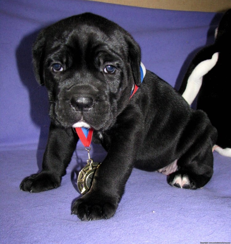 Английская борзая Грейхаунд