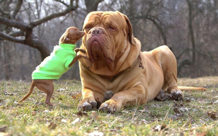 Ирландский стаффордширский бультерьер