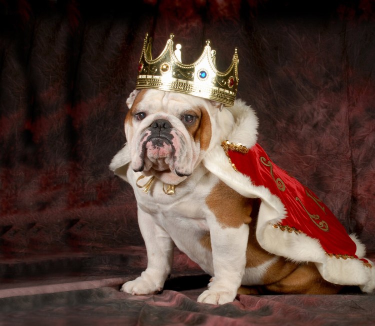 Силихем терьер