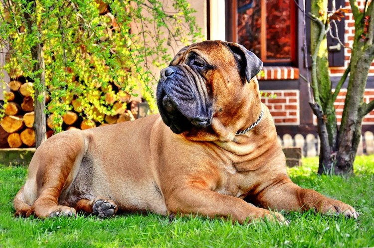 Байрон порода собак