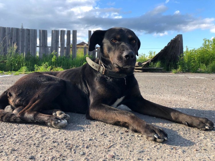 Лорд собака фото