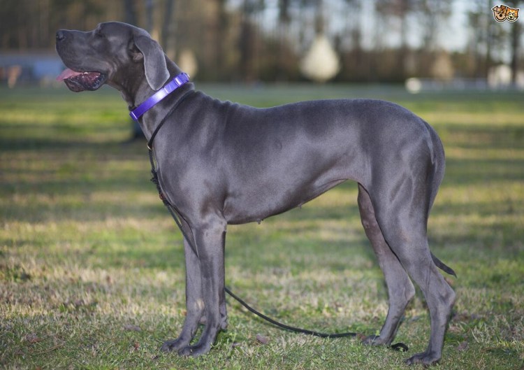 Blue great Dane порода