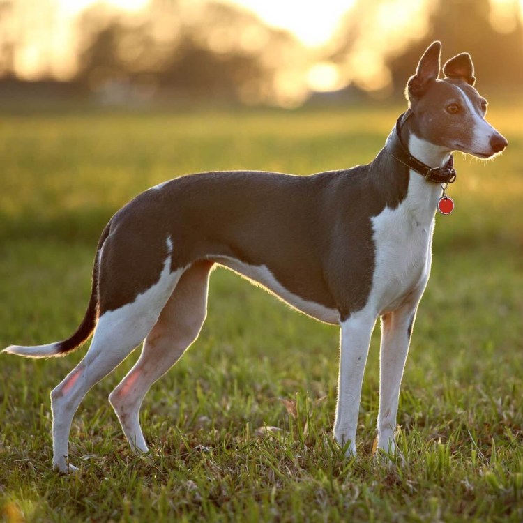 Бордосский дог серый