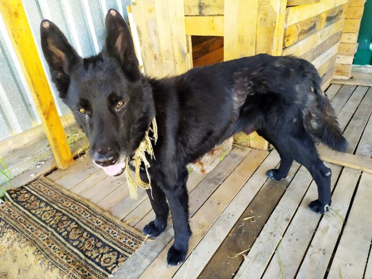 Стаффордширский бультерьер