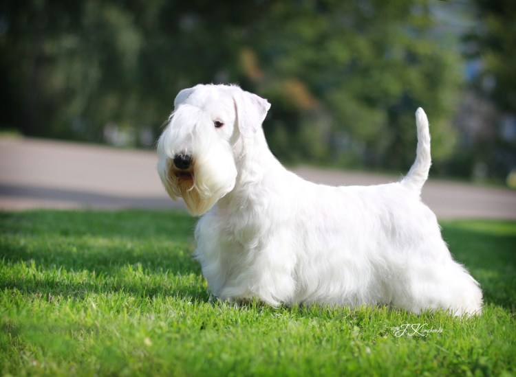 Лорд бульдог