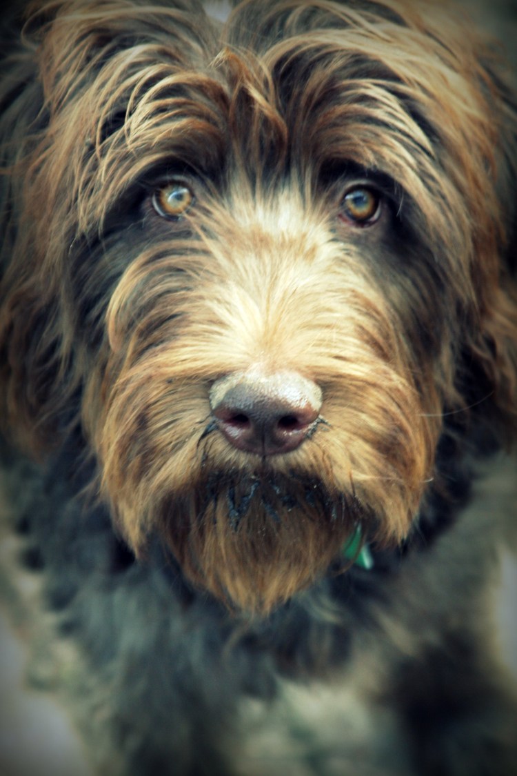 Кане Корсо маленькая