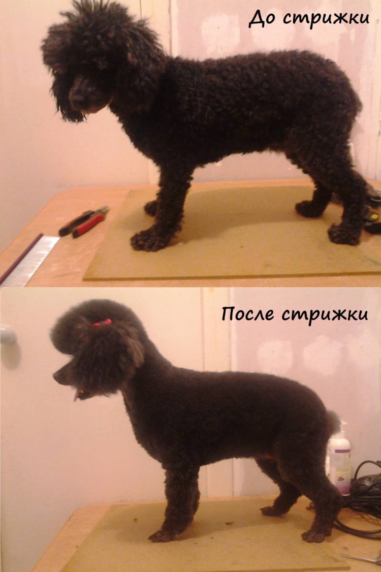 Пудель карликовый короткострижены