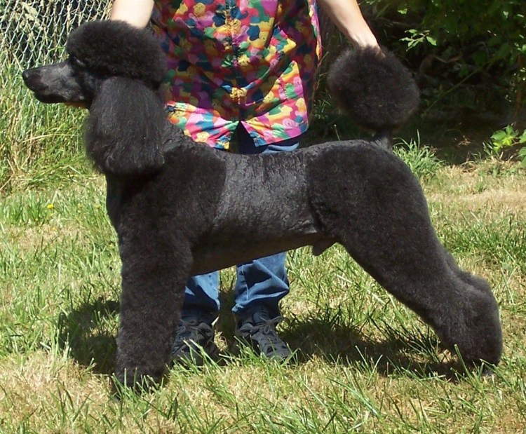 Машинка для животных Moser 1400