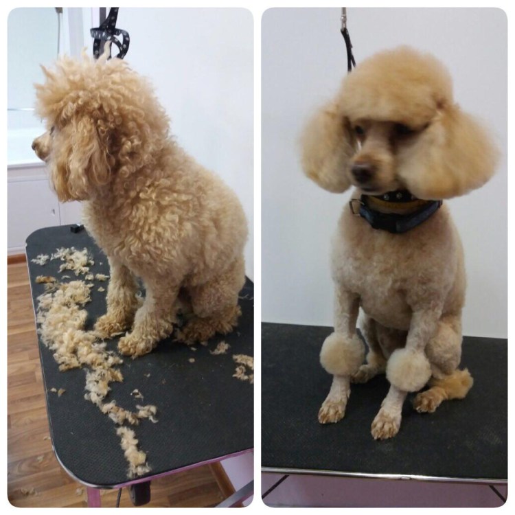 Триммер Moser Rex Mini