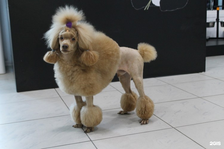 Стрижка головы пуделя