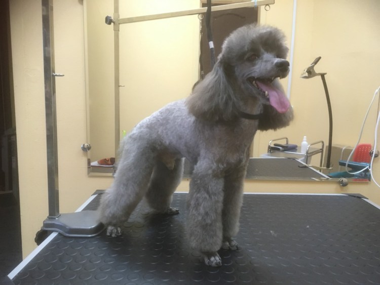 Арчибальд груминг салон на Вернадского