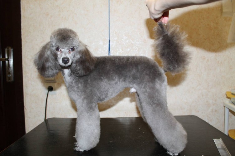 Пудель Фантом стрижка Модерн