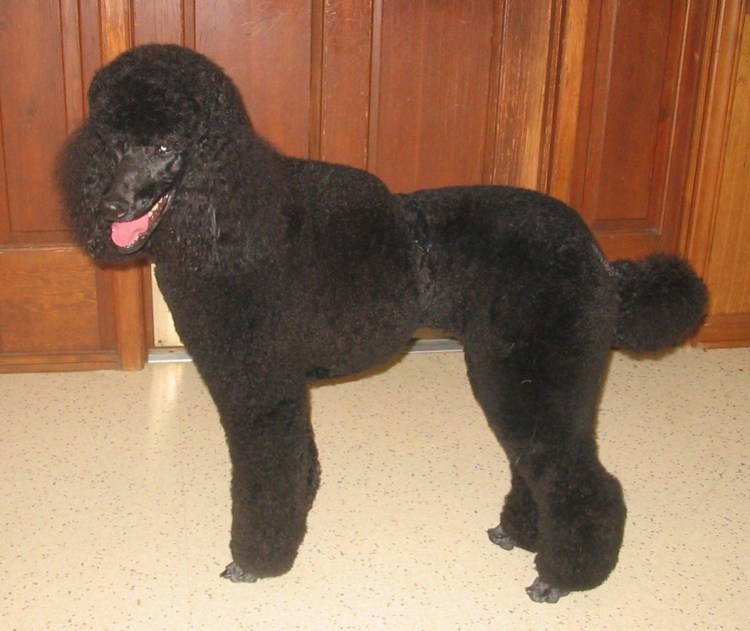 Машинка для стрижки животных беспроводная Хигео