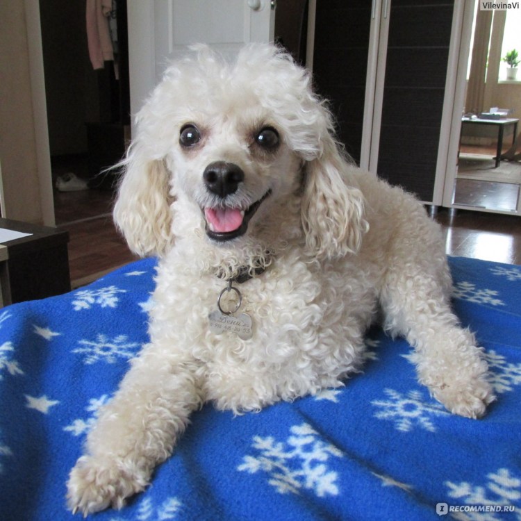 Королевский пудель Выставочная стрижка