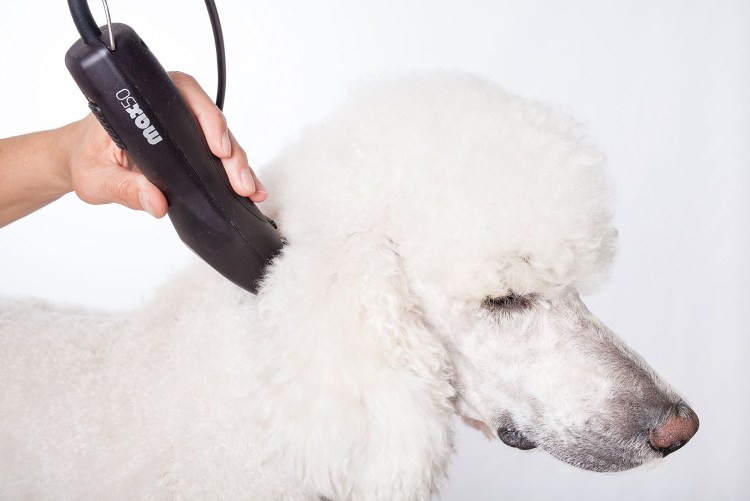 Королевский пудель голубой