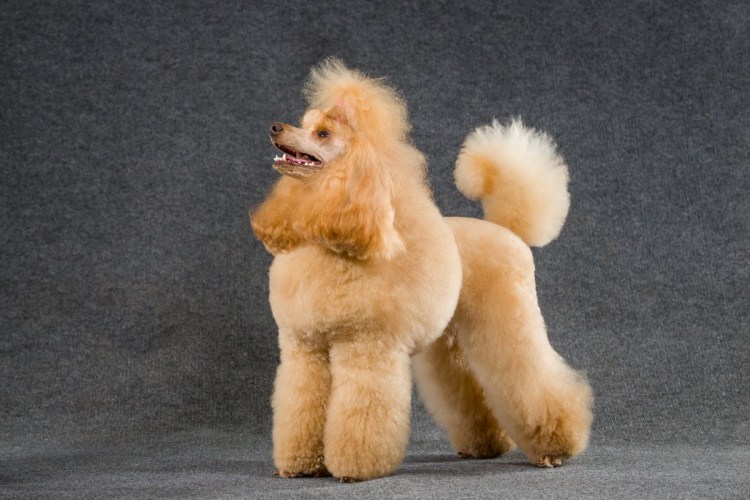 Королевский пудель нестриженный